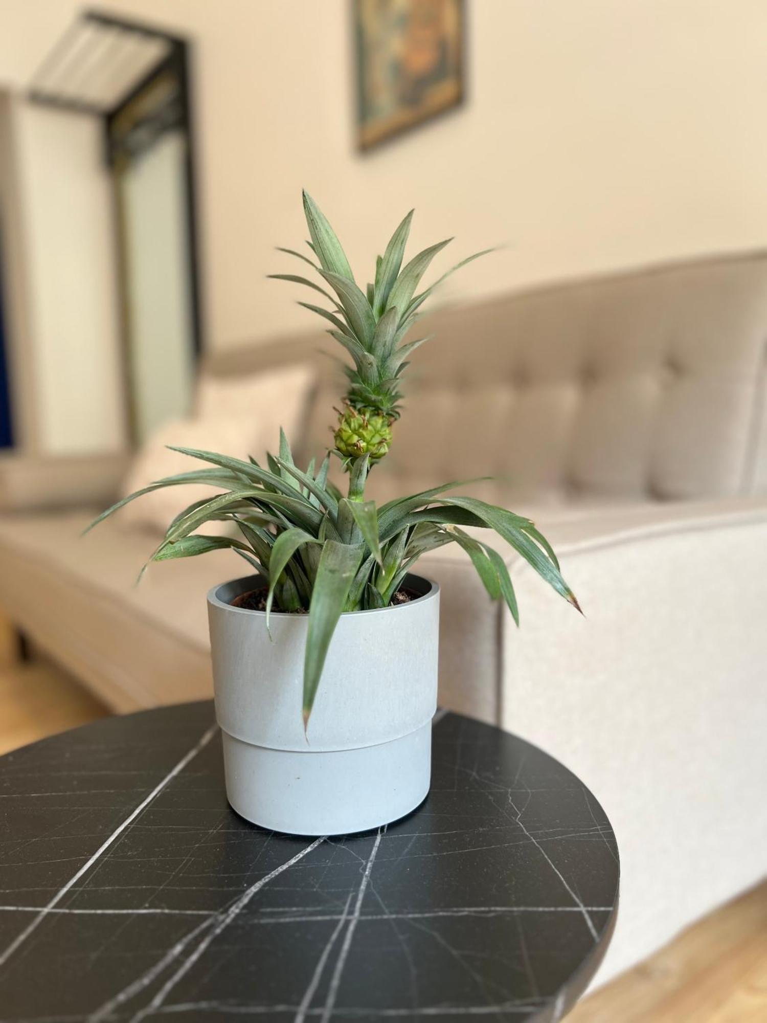 Modern Stay I Cosy & Central Apartments Κόμπλεντς Εξωτερικό φωτογραφία